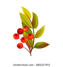 Red Rowan Berries Hanging on Branch with Pinnate Leaves Vector Illustration