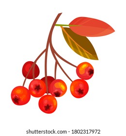 Red Rowan Berries Hanging on Branch with Pinnate Leaves Vector Illustration