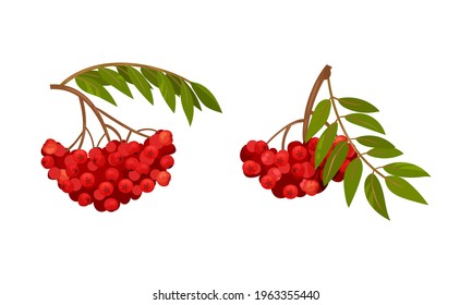 Red Rowan Berries Hanging on Branch with Pinnate Leaves Vector Set