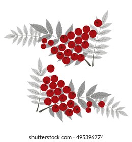 Red rowan berries and leaves. Illustration. Isolated on white background.