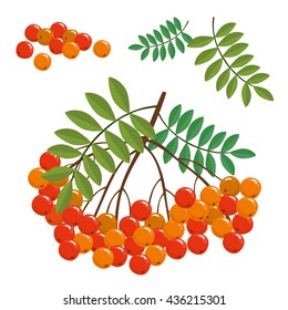  red rowan berries and leaves. vector illustration. isolated on white background