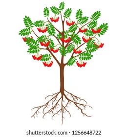 Red rowan with berries and roots on a white background.