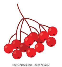 Red rowan berry cluster vector illustration. Flat cartoon autumn wild mountain ash berries branch, seasonal botanical isolated design element