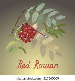 Red rowan. Branch of ripe rowan. Autumn Still Life - vector illustration.