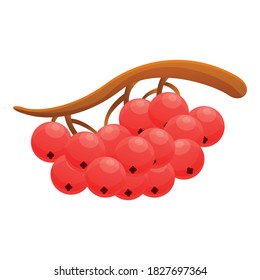 Icono rojo rowan. Caricatura del icono del vector rowan rojo para el diseño web aislado en fondo blanco