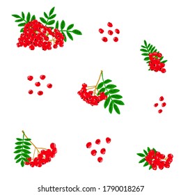 Red rowan illustration set. Red rowans hand drawn vector illustration collection. mountain-ashes, berry, flowers, leaves design template