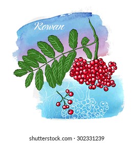 Red Rowan on watercolor background. Vector illustration