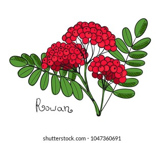 Red Rowan Tree. Isolated twig of rowanberry or ashberry. Leaves and cluster of Sorbus berry. Brunch of sorb