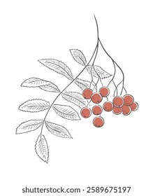 Red rowan. Twig with leaves and berries. Nature, botany and plants. Design and decoration. Vector sketch illustration on a white background. Art hand drawn outline