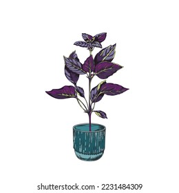 Red rubin basil herb bush growing in ceramic flowerpot, sketch hand drawn vector illustration isolated on white background. Basil herb in pot for food packs.