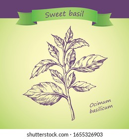 Red rubin basil vector drawing. Isolated plant with leaves. Herbal  organic product.