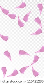 Red Sakura Petals Falling Down. Isolated Vector illustration of Sakura Petals. Flying Red Cherry Blossom Background. Design of Greeting or Invitation Card. 
