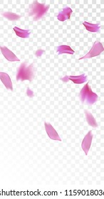 Red Sakura Petals Falling Down. Isolated Vector illustration of Sakura Petals. Flying Red Cherry Blossom Background. Design of Greeting or Invitation Card. 
