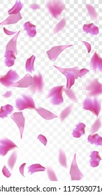 Red Sakura Petals Falling Down. Isolated Vector illustration of Sakura Petals. Flying Red Cherry Blossom Background. Design of Greeting or Invitation Card. 
