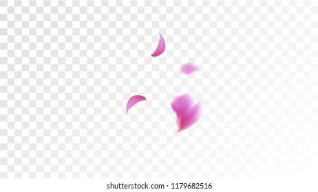 Red Sakura Petals Falling Down. Isolated Vector illustration of Sakura Petals. Flying Red Cherry Blossom Background. Design of Greeting or Invitation Card. 
