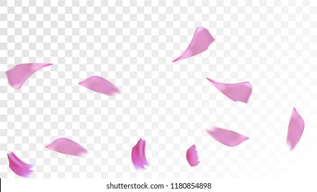 Red Sakura Petals Falling Down. Isolated Vector illustration of Sakura Petals. Flying Red Cherry Blossom Background. Design of Greeting or Invitation Card. 
