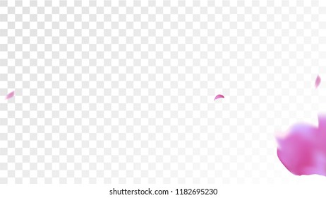 Red Sakura Petals Falling Down. Isolated Vector illustration of Sakura Petals. Flying Red Cherry Blossom Background. Design of Greeting or Invitation Card. 
