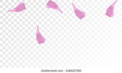 Red Sakura Petals Falling Down. Isolated Vector illustration of Sakura Petals. Flying Red Cherry Blossom Background. Design of Greeting or Invitation Card. 
