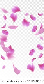 Red Sakura Petals Falling Down. Isolated Vector illustration of Sakura Petals. Flying Red Cherry Blossom Background. Design of Greeting or Invitation Card. 
