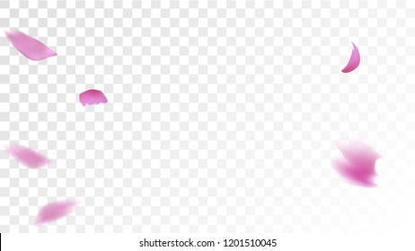 Red Sakura Petals Falling Down. Isolated Vector illustration of Sakura Petals. Flying Red Cherry Blossom Background. Design of Greeting or Invitation Card. 
