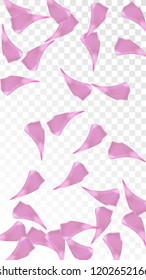 Red Sakura Petals Falling Down. Isolated Vector illustration of Sakura Petals. Flying Red Cherry Blossom Background. Design of Greeting or Invitation Card. 
