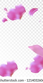 Red Sakura Petals Falling Down. Isolated Vector illustration of Sakura Petals. Flying Red Cherry Blossom Background. Design of Greeting or Invitation Card. 
