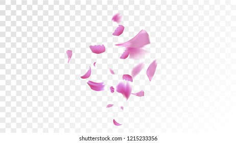 Red Sakura Petals Falling Down. Isolated Vector illustration of Sakura Petals. Flying Red Cherry Blossom Background. Design of Greeting or Invitation Card. 
