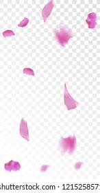 Red Sakura Petals Falling Down. Isolated Vector illustration of Sakura Petals. Flying Red Cherry Blossom Background. Design of Greeting or Invitation Card. 

