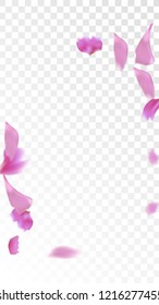 Red Sakura Petals Falling Down. Isolated Vector illustration of Sakura Petals. Flying Red Cherry Blossom Background. Design of Greeting or Invitation Card. 
