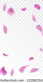 Red Sakura Petals Falling Down. Isolated Vector illustration of Sakura Petals. Flying Red Cherry Blossom Background. Design of Greeting or Invitation Card. 
