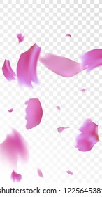 Red Sakura Petals Falling Down. Isolated Vector illustration of Sakura Petals. Flying Red Cherry Blossom Background. Design of Greeting or Invitation Card. 
