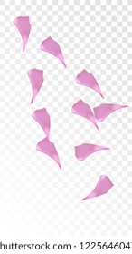 Red Sakura Petals Falling Down. Isolated Vector illustration of Sakura Petals. Flying Red Cherry Blossom Background. Design of Greeting or Invitation Card. 
