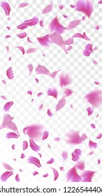 Red Sakura Petals Falling Down. Isolated Vector illustration of Sakura Petals. Flying Red Cherry Blossom Background. Design of Greeting or Invitation Card. 
