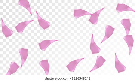 Red Sakura Petals Falling Down. Isolated Vector illustration of Sakura Petals. Flying Red Cherry Blossom Background. Design of Greeting or Invitation Card. 
