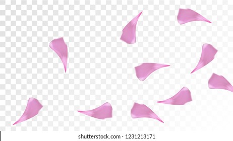 Red Sakura Petals Falling Down. Isolated Vector illustration of Sakura Petals. Flying Red Cherry Blossom Background. Design of Greeting or Invitation Card. 
