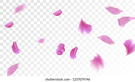 Red Sakura Petals Falling Down. Isolated Vector illustration of Sakura Petals. Flying Red Cherry Blossom Background. Design of Greeting or Invitation Card. 
