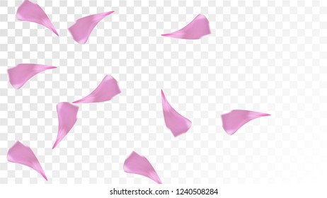 Red Sakura Petals Falling Down. Isolated Vector illustration of Sakura Petals. Flying Red Cherry Blossom Background. Design of Greeting or Invitation Card. 
