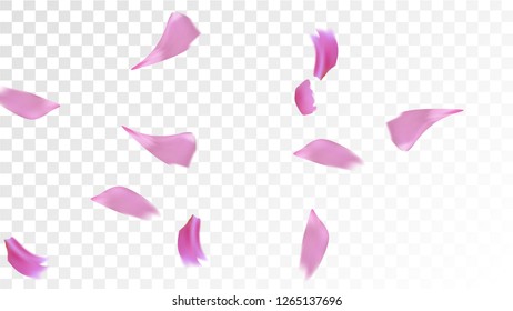 Red Sakura Petals Falling Down. Isolated Vector illustration of Sakura Petals. Flying Red Cherry Blossom Background. Design of Greeting or Invitation Card. 
