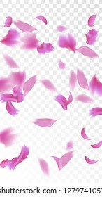 Red Sakura Petals Falling Down. Isolated Vector illustration of Sakura Petals. Flying Red Cherry Blossom Background. Design of Greeting or Invitation Card. 
