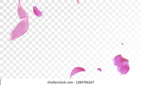 Red Sakura Petals Falling Down. Isolated Vector illustration of Sakura Petals. Flying Red Cherry Blossom Background. Design of Greeting or Invitation Card. 
