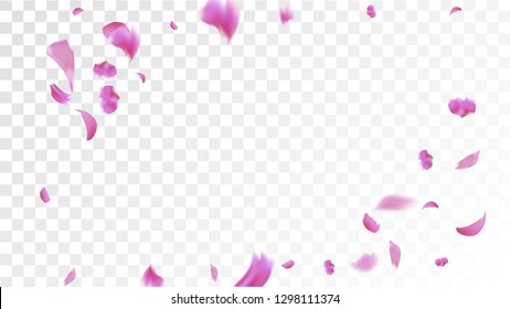 Red Sakura Petals Falling Down. Isolated Vector illustration of Sakura Petals. Flying Red Cherry Blossom Background. Design of Greeting or Invitation Card. 
