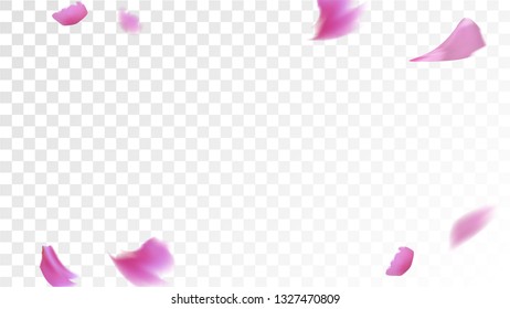 Red Sakura Petals Falling Down. Isolated Vector illustration of Sakura Petals. Flying Red Cherry Blossom Background. Design of Greeting or Invitation Card. 
