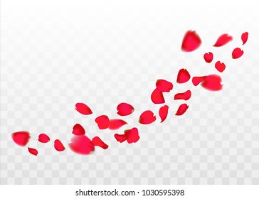 red sakura or rose falling petals