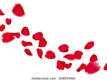 red sakura or rose falling petals