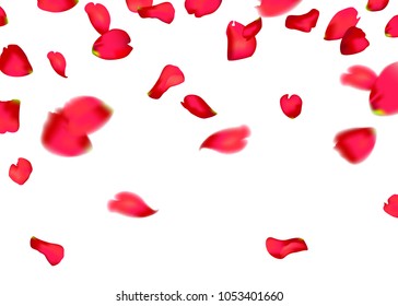 red sakura or rose falling petals