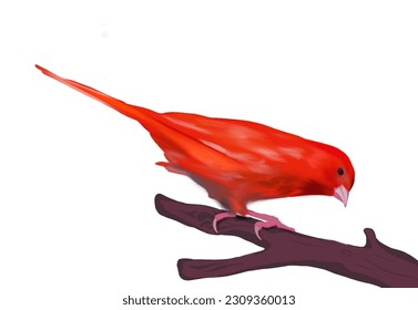 a red scabbard bird on a tree branch against a white background