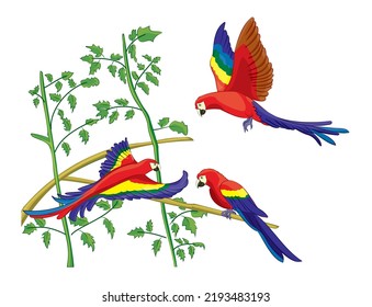 Red Scarlet Macaws flying and perched on the branch in line art color isolated white background in vector illustration