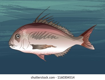 Red Sea Bream