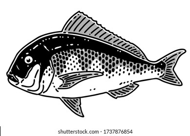 Red sea bream. Black and white vector illustration.