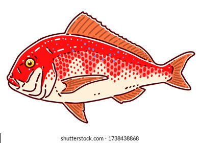 Red sea bream. Colored vector illustration.